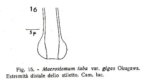 Image of Macrostomum tuba Graff 1882