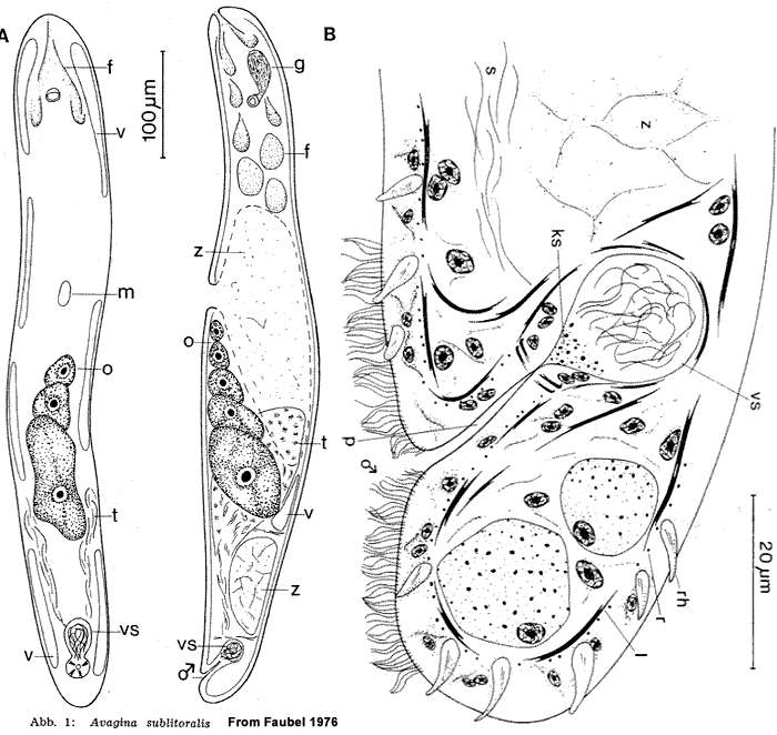 Image of Avagina sublitoralis Faubel 1976