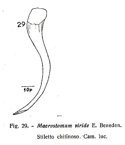 Sivun Macrostomum viride Beneden E 1870 kuva