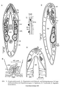 Image of Avagina polyvacuola Ehlers & Dörjes 1979