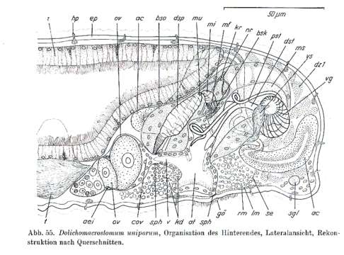 Image of Dolichomicrostomida