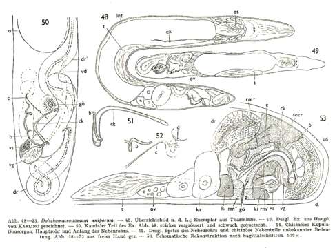 Image of Dolichomicrostomida