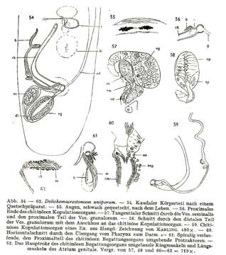 Image of Dolichomicrostomida