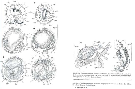 Image of Dolichomicrostomida