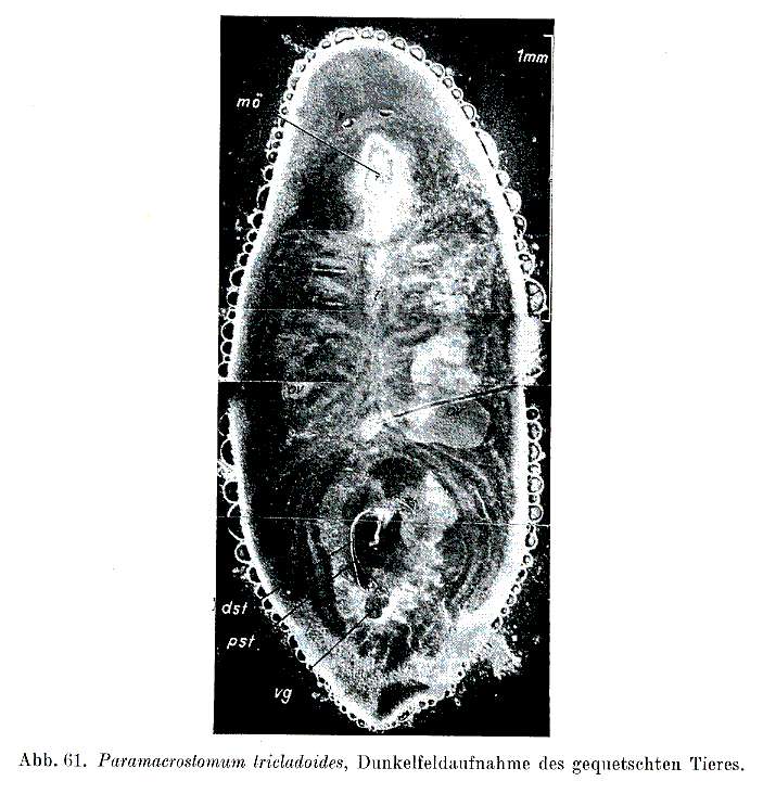 Image of Paramacrostomum