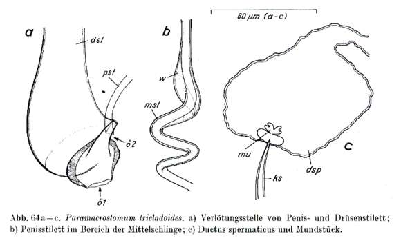 Image of Paramacrostomum