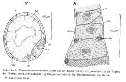 Sivun Paromalostomum kuva