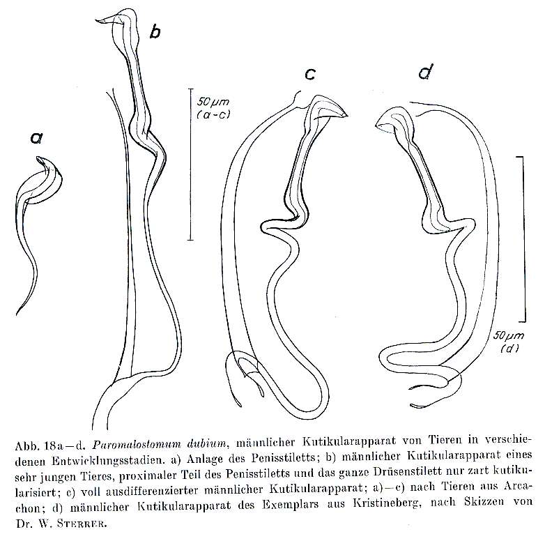 Sivun Paromalostomum kuva