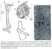 Image of Paromalostomum