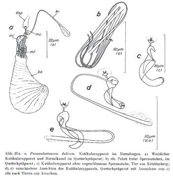 Image of Paromalostomum