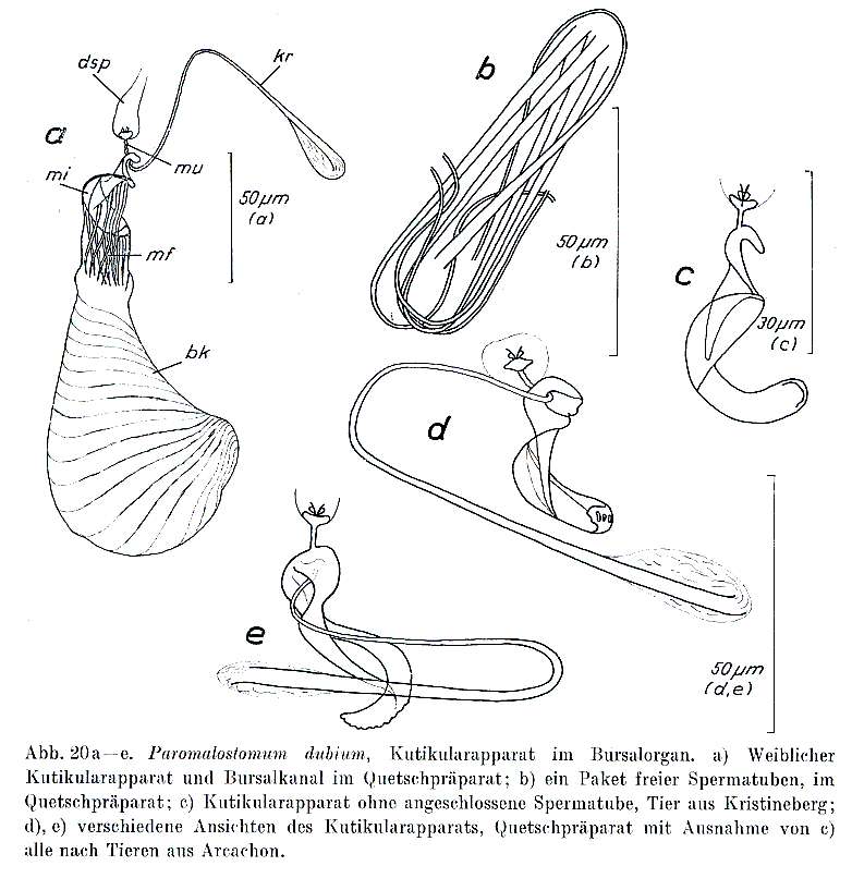 Sivun Paromalostomum kuva