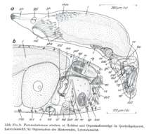 Image of Paromalostomum atratum Rieger 1971