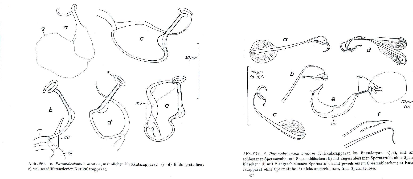 Image of Paromalostomum atratum Rieger 1971