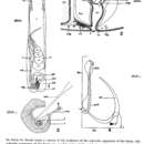 Image of Paromalostomum coronum Spurr 1983