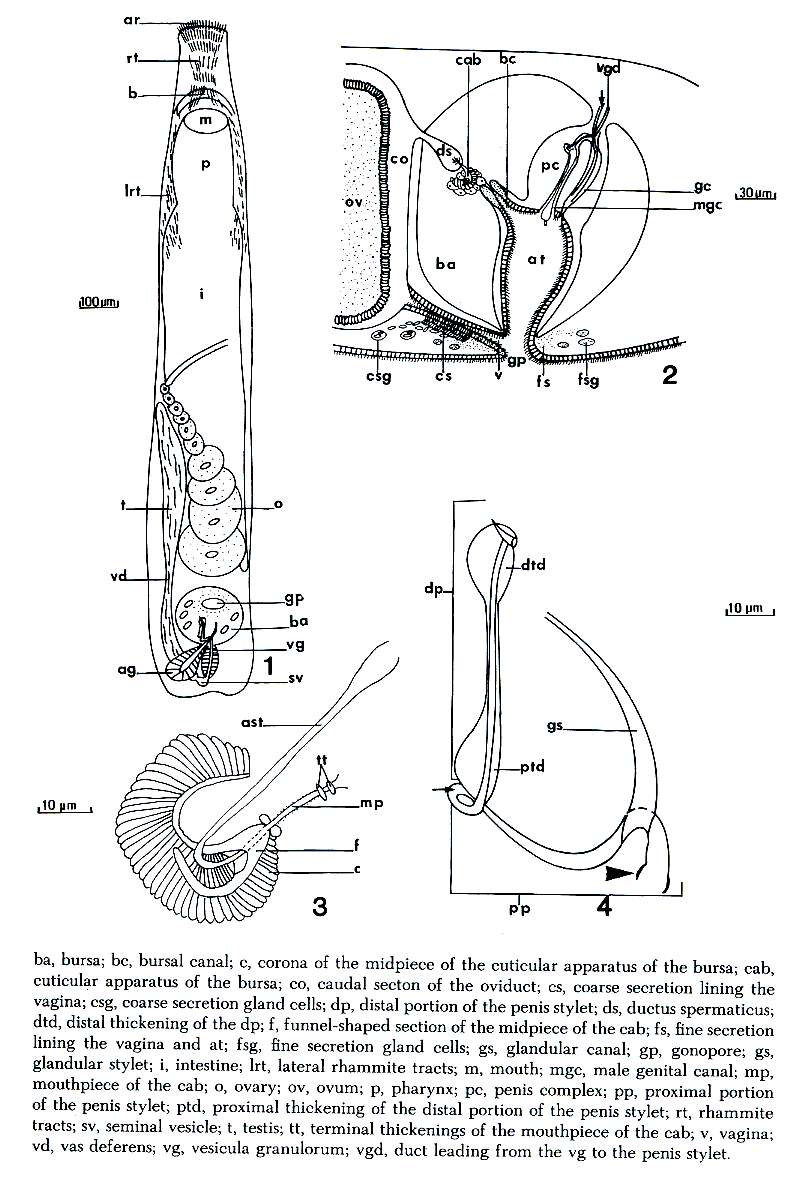 Image of Paromalostomum coronum Spurr 1983