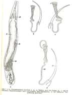 Image of Paromalostomum