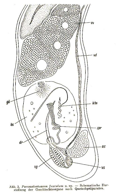 Image of Paromalostomum