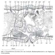 Image of Paromalostomum