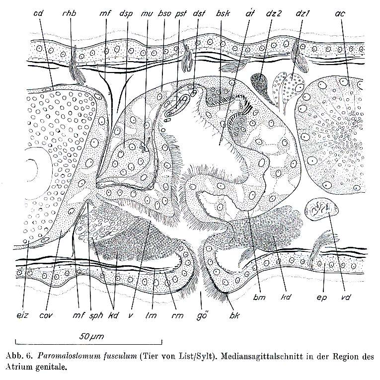 Image of Paromalostomum