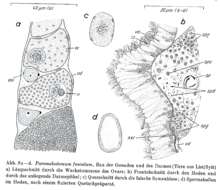 Image of Paromalostomum