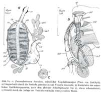 Image of Paromalostomum