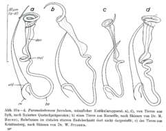 Image of Paromalostomum