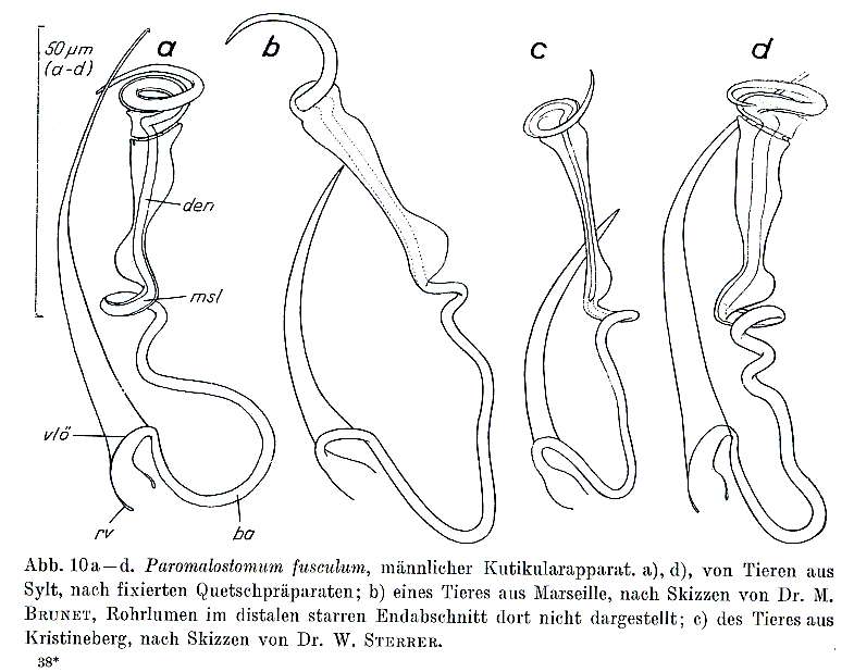 Image of Paromalostomum