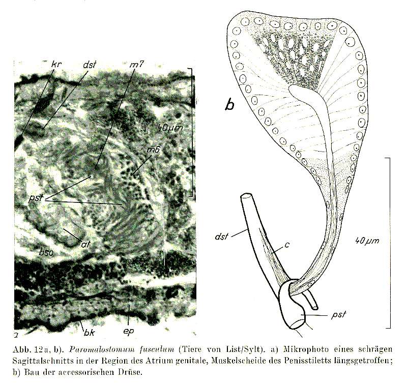 Image of Paromalostomum