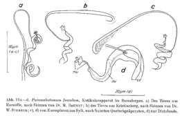 Image of Paromalostomum