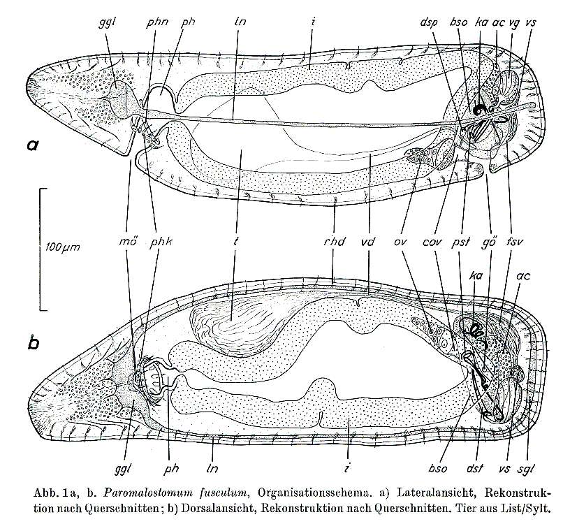 Image of Paromalostomum