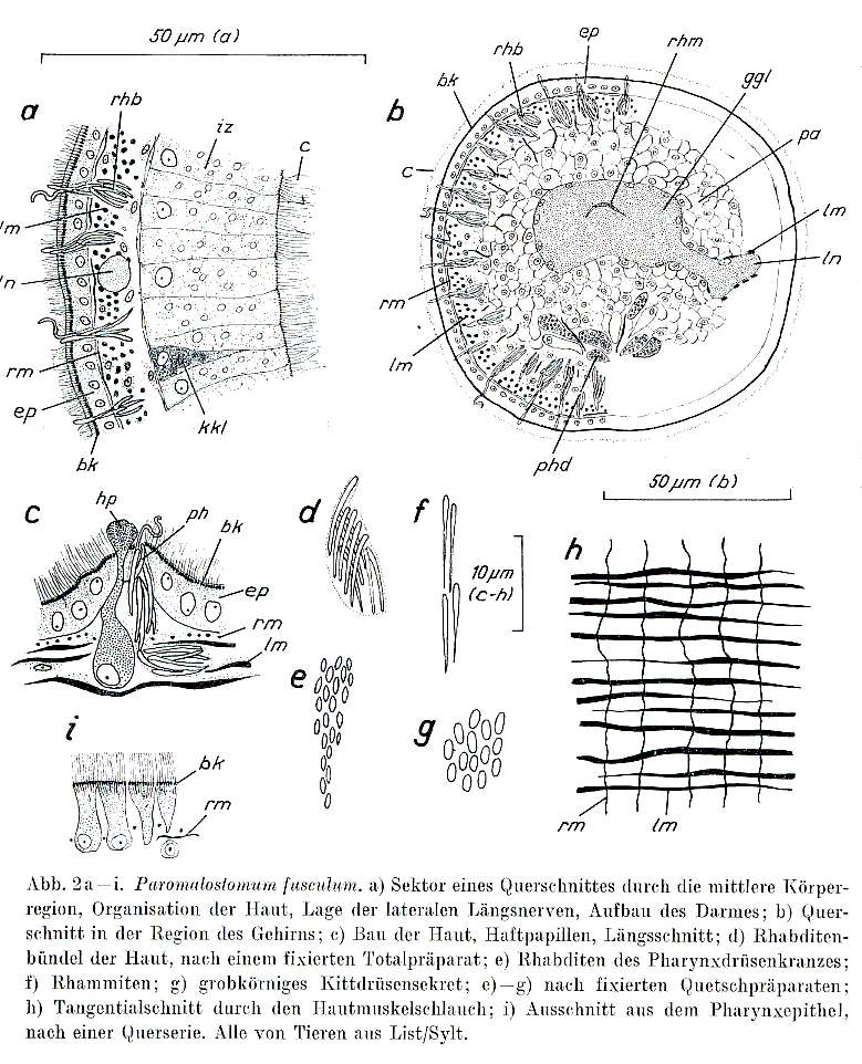 Image of Paromalostomum