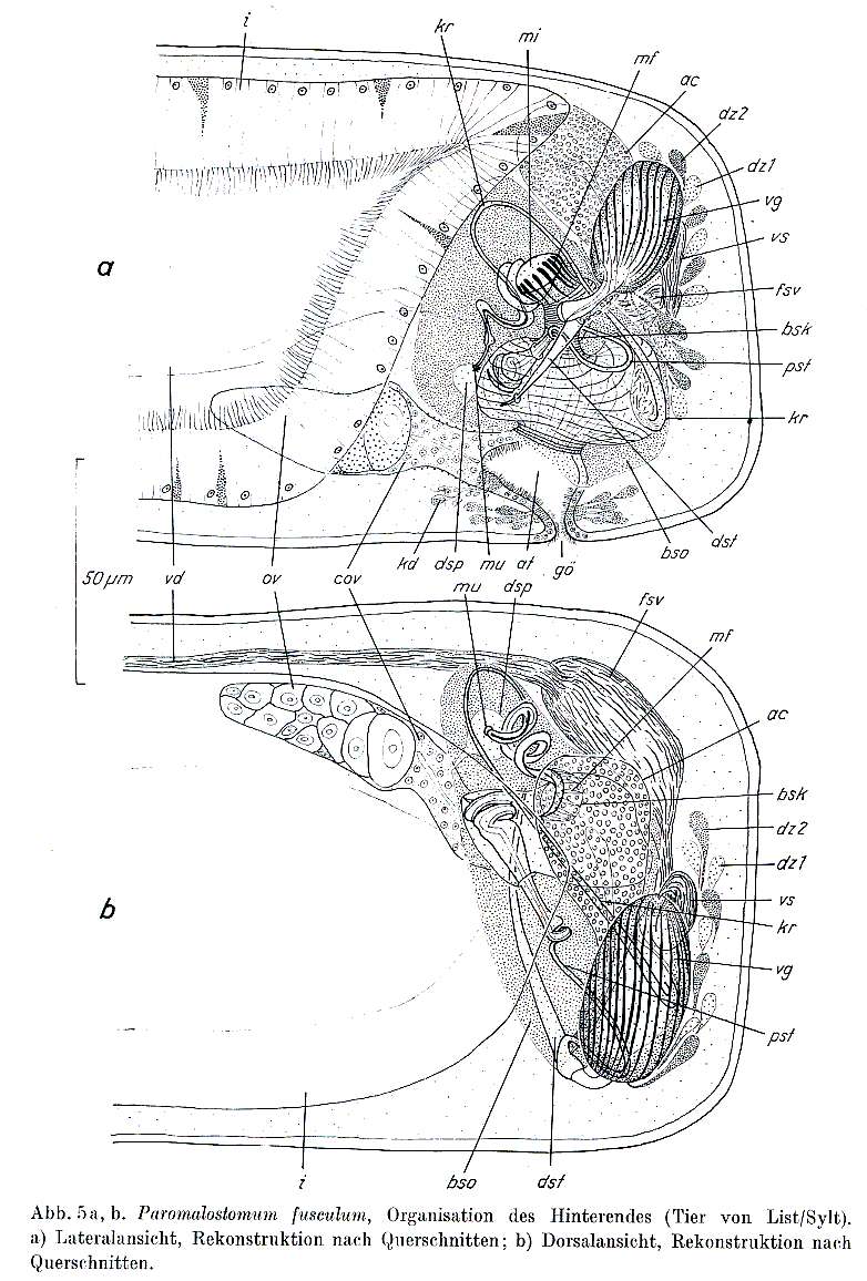 Image of Paromalostomum