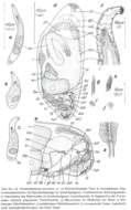 Image of Paromalostomum minutum Rieger 1971