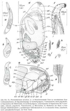 Image of Paromalostomum minutum Rieger 1971