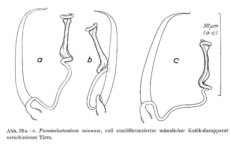 Image of Paromalostomum minutum Rieger 1971