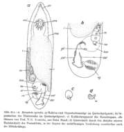 Image of Meiocheta