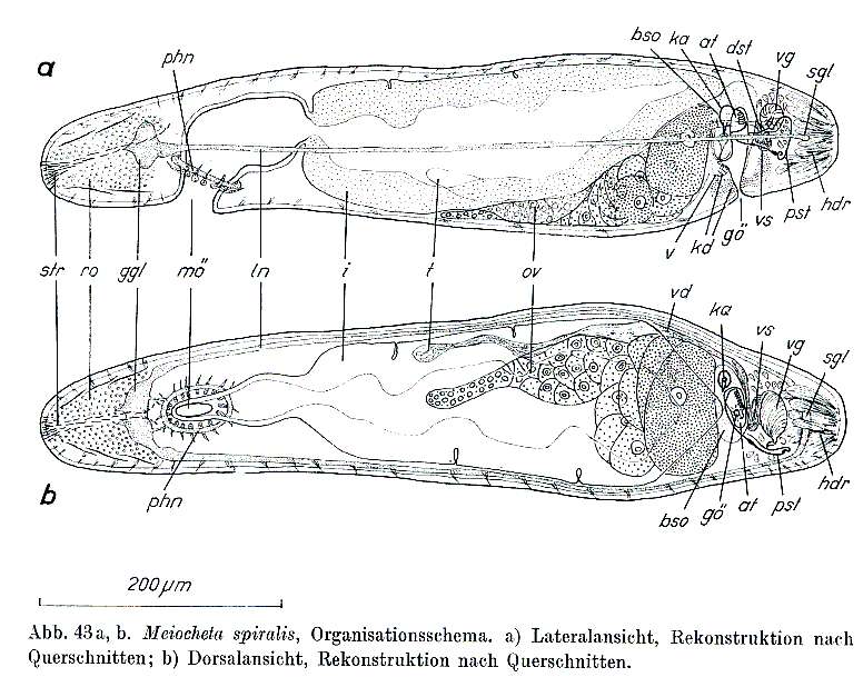 Image of Meiocheta