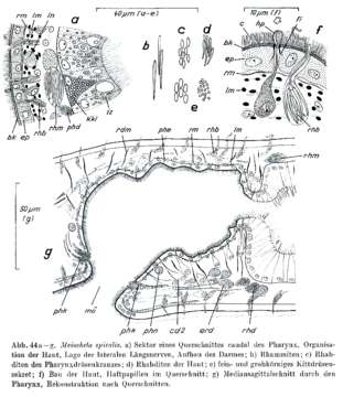 Image of Meiocheta