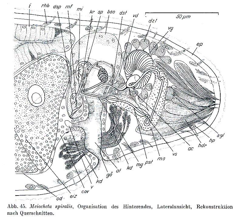 Image of Meiocheta