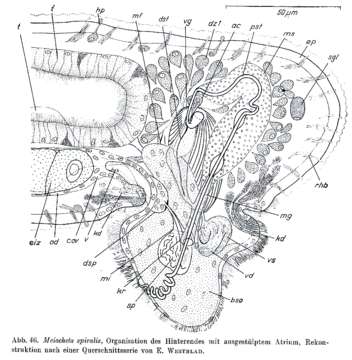 Image of Meiocheta