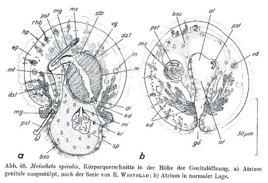 Image of Meiocheta