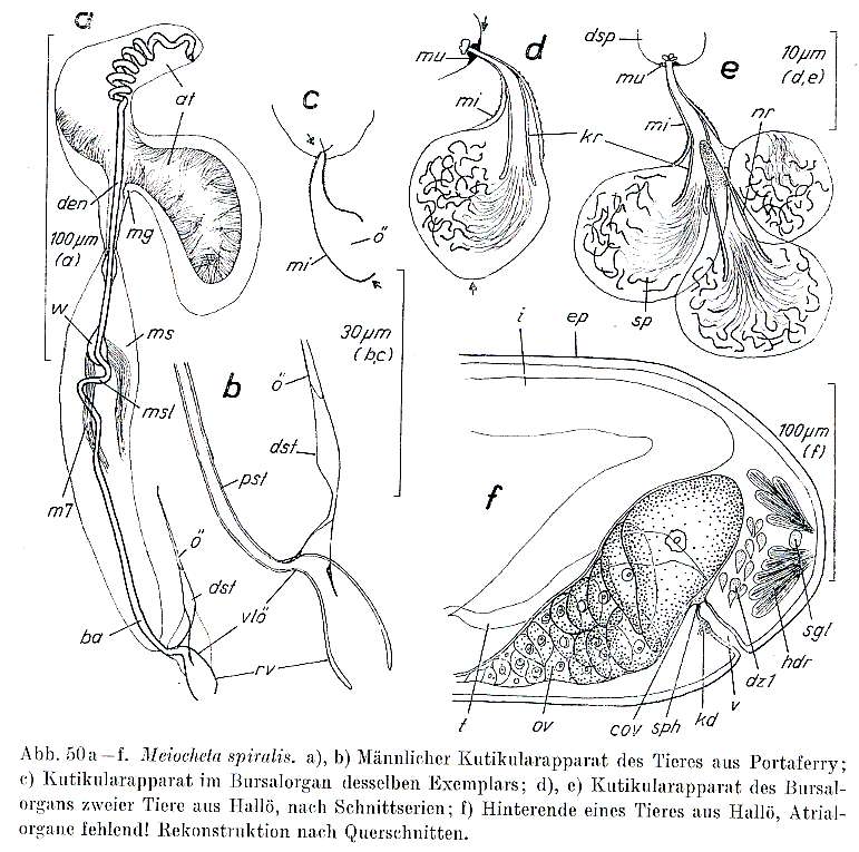 Image of Meiocheta