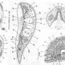 Image of Brachypea kenoma Antonius 1968