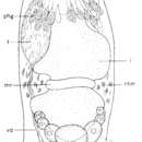 Image of Paramyozonaria simplex Rieger & Tyler 1974