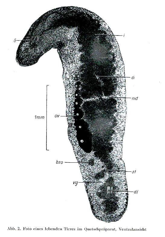 Image of Myozonaria