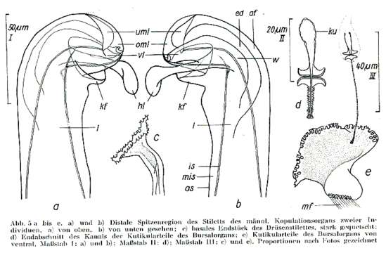 Image of Myozonaria