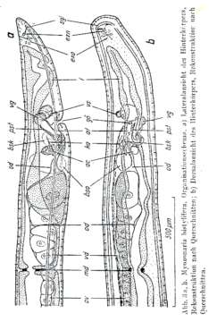 Image of Myozonaria