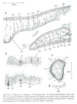 Image of Myozonaria