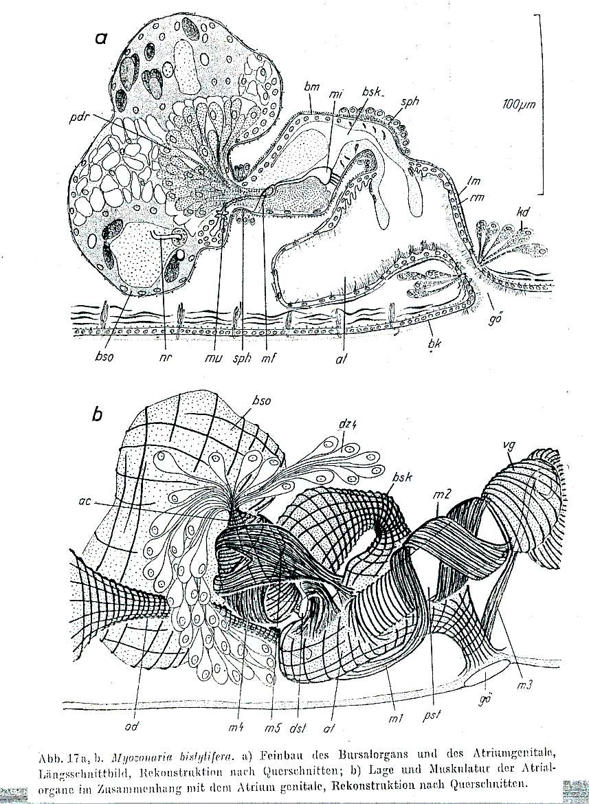 Image of Myozonaria