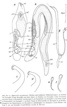 Image of Myozonaria arcassonensis Rieger 1971